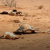 Dead animals in dry, desert-like terrain