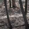 Scorched trees in forest