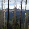 A forest in the San Juan range of the Rocky Mountains, with dead Engelmann spruce trees alongside live aspen trees.