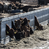 Cattle in feedlot
