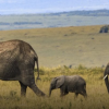 Walking elephants