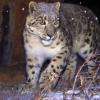 Snow leopard