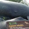 Sperm whale statue