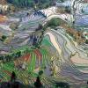 Terraced landscape