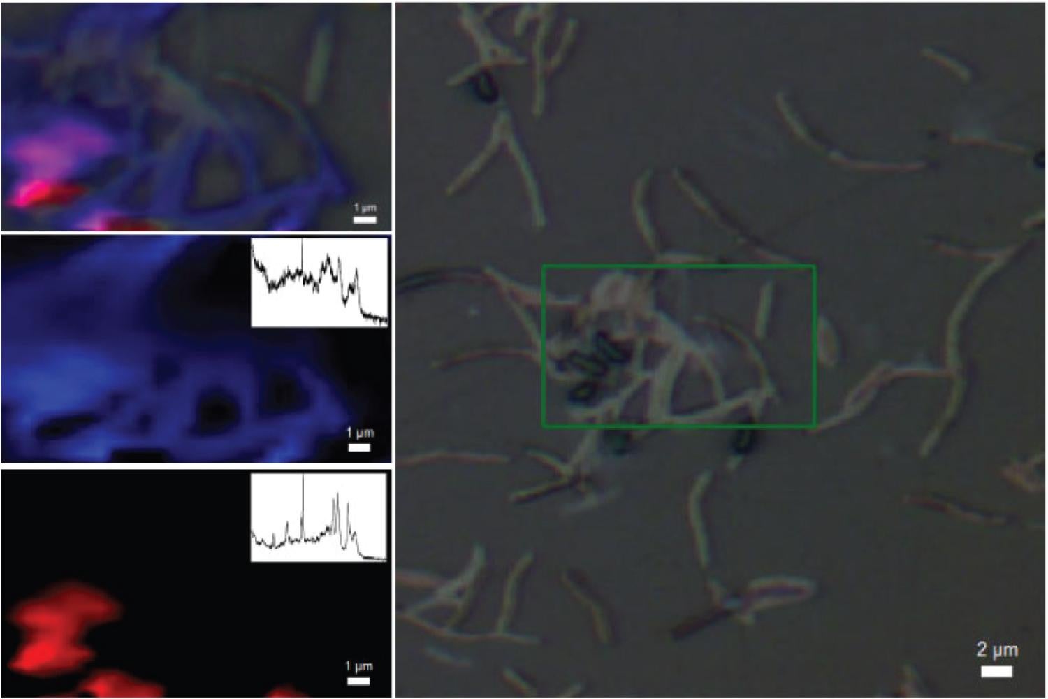 Biological mapping example
