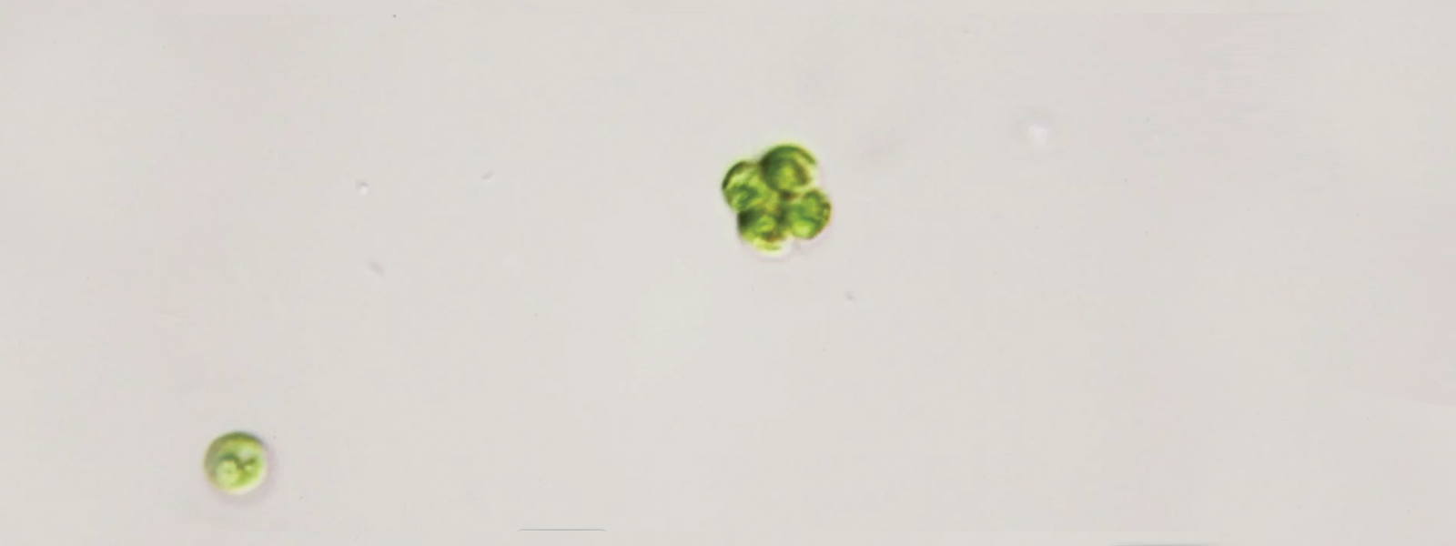 Algae