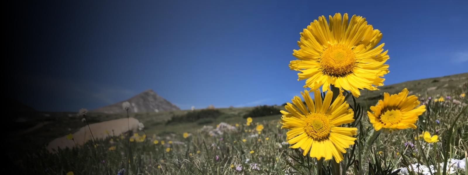 A flower at a high alpine meadow