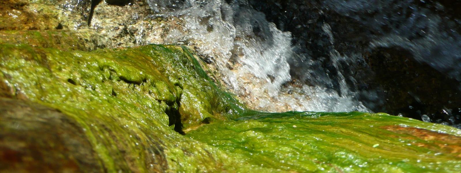 algae