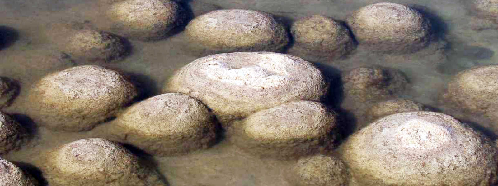 Fossils
