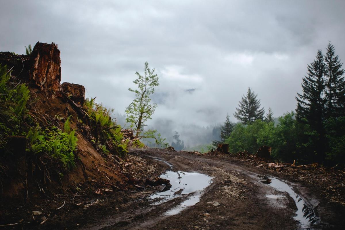 Muddy road and hillside