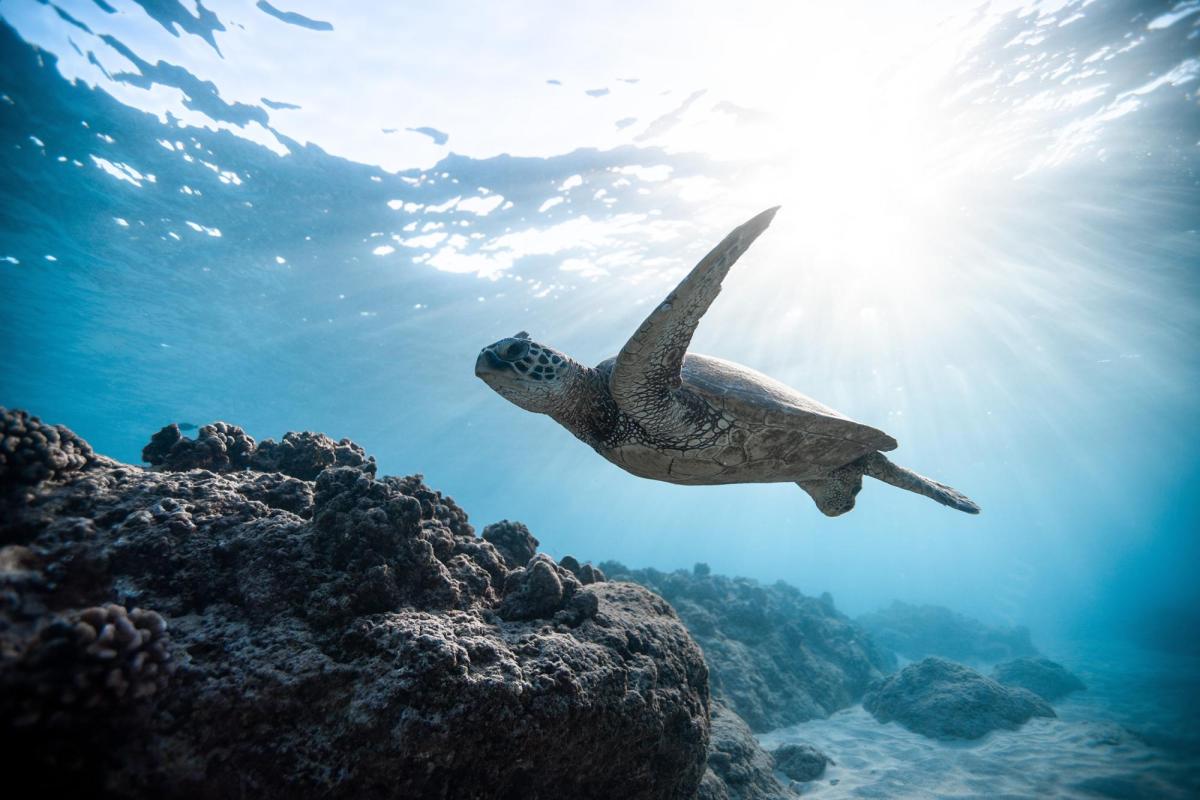 Sea turtle