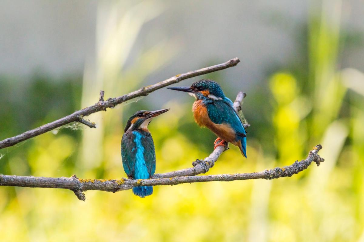 Two kingfishers on branch