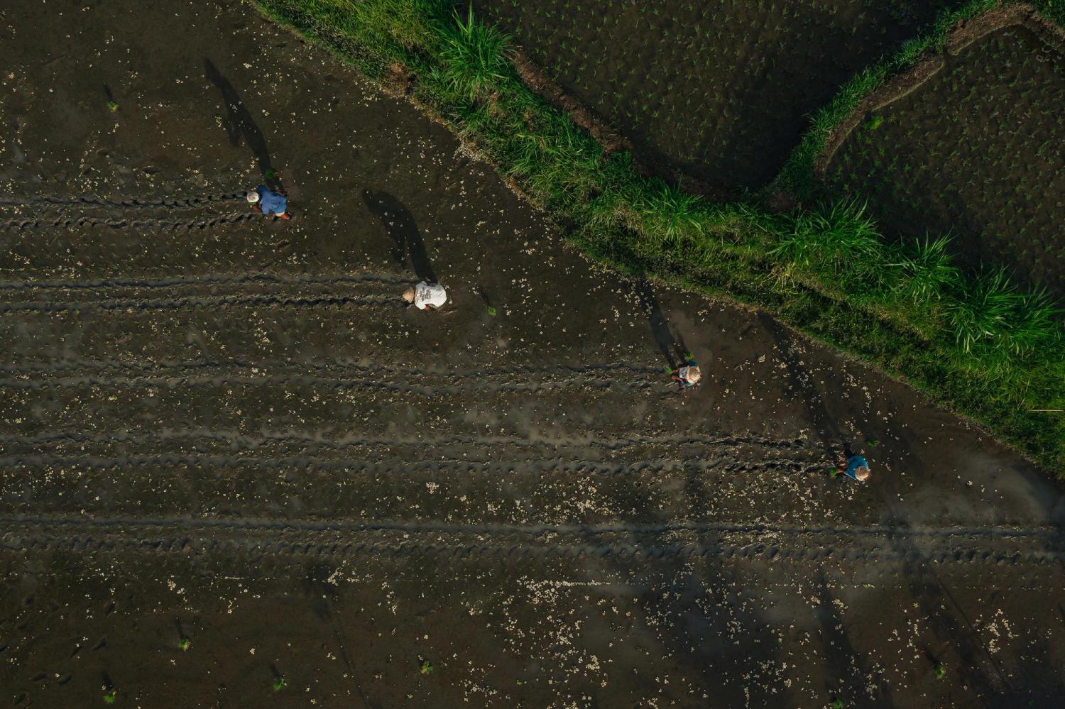 People planting crops