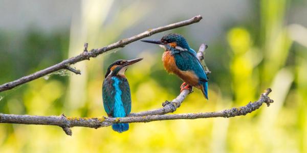 Two kingfishers on branch