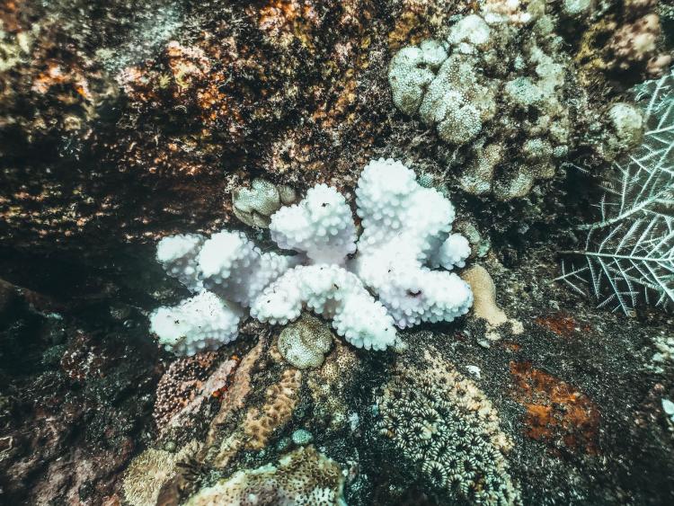 Bleached coral