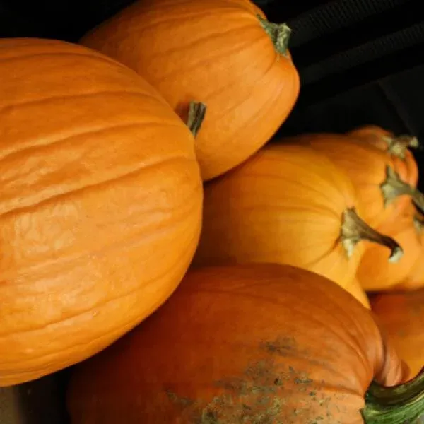 pumpkin pic14