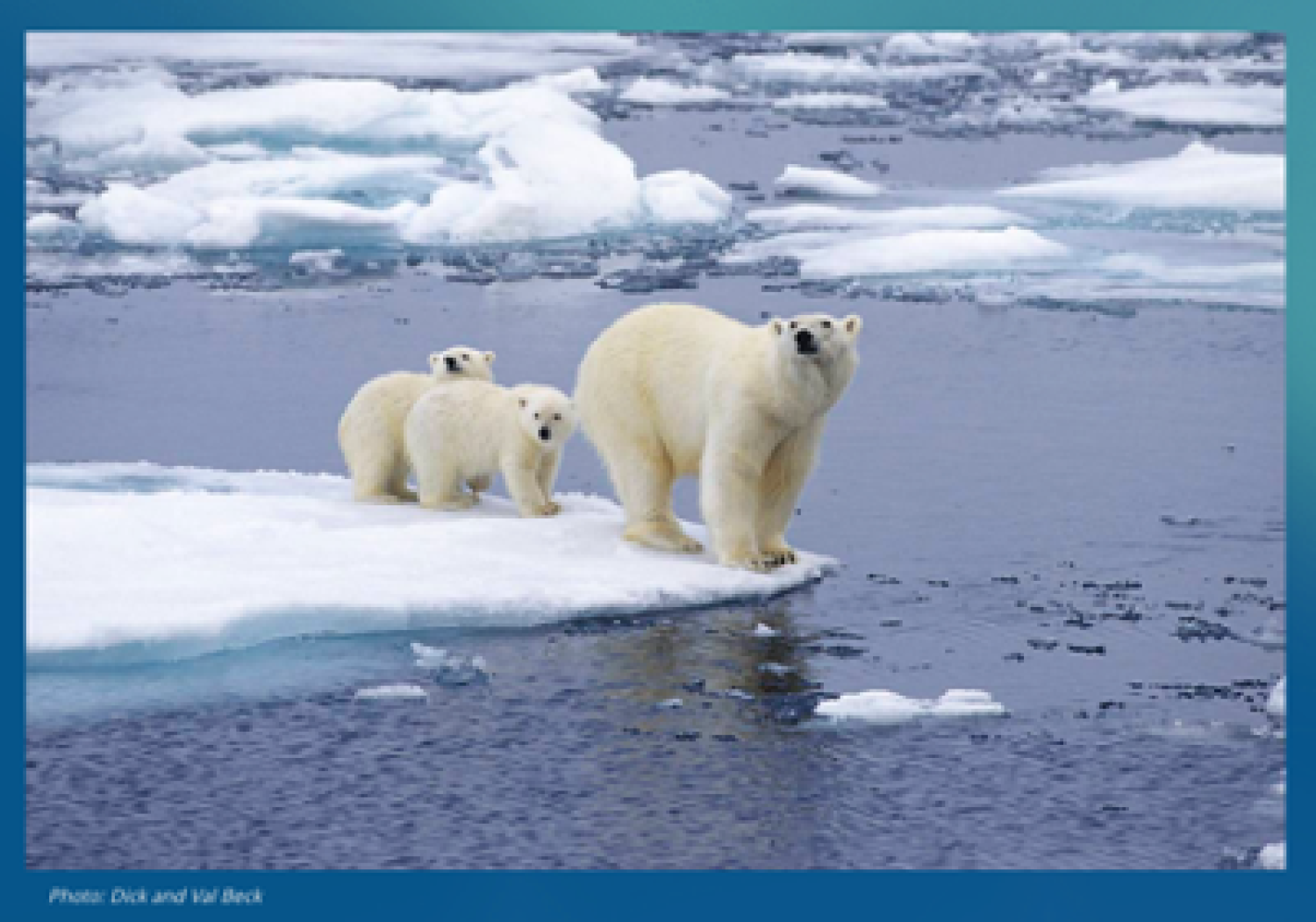 polar bears in habitat