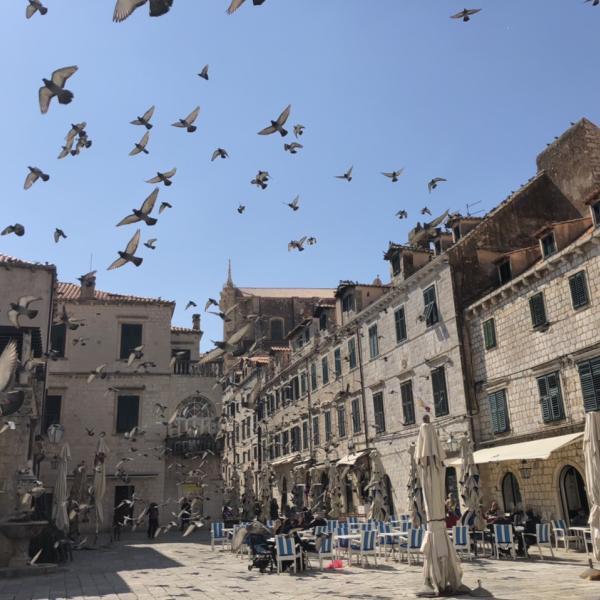 pigeons over town square