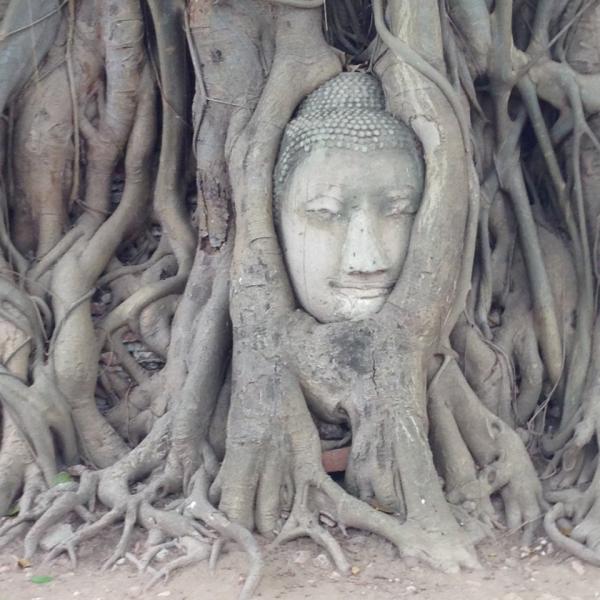 Stone head of Buddha engulfed in the roots of a tree
