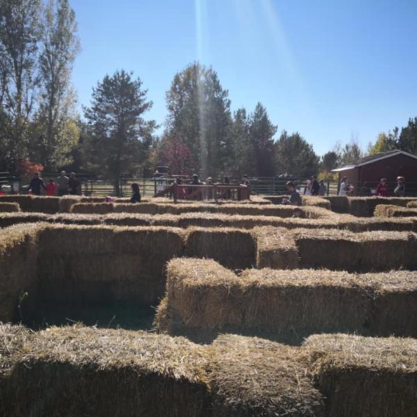 Hay bales stacked and arranged in a maze
