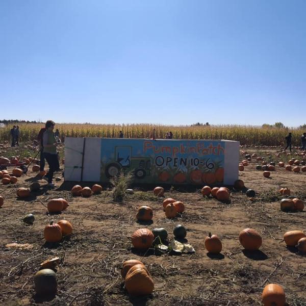 Pumpkin patch with sign and pumpkins