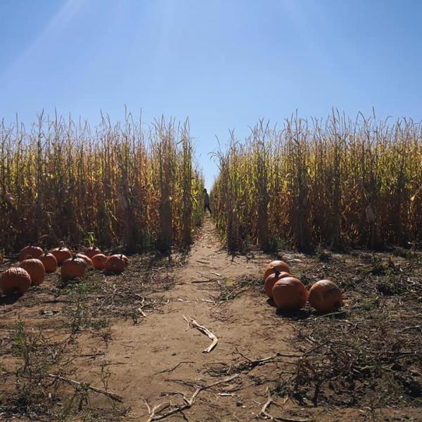 Pumpkins in front of corn