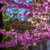 Flowering trees on campus during the spring.