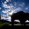 Ralphie statue silhouette with a blue sky behind