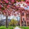 Flowering tree in the Norlin Quad with the Flatirons and Old Main in the background