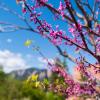 Flowering tree with the Flatirons in the background