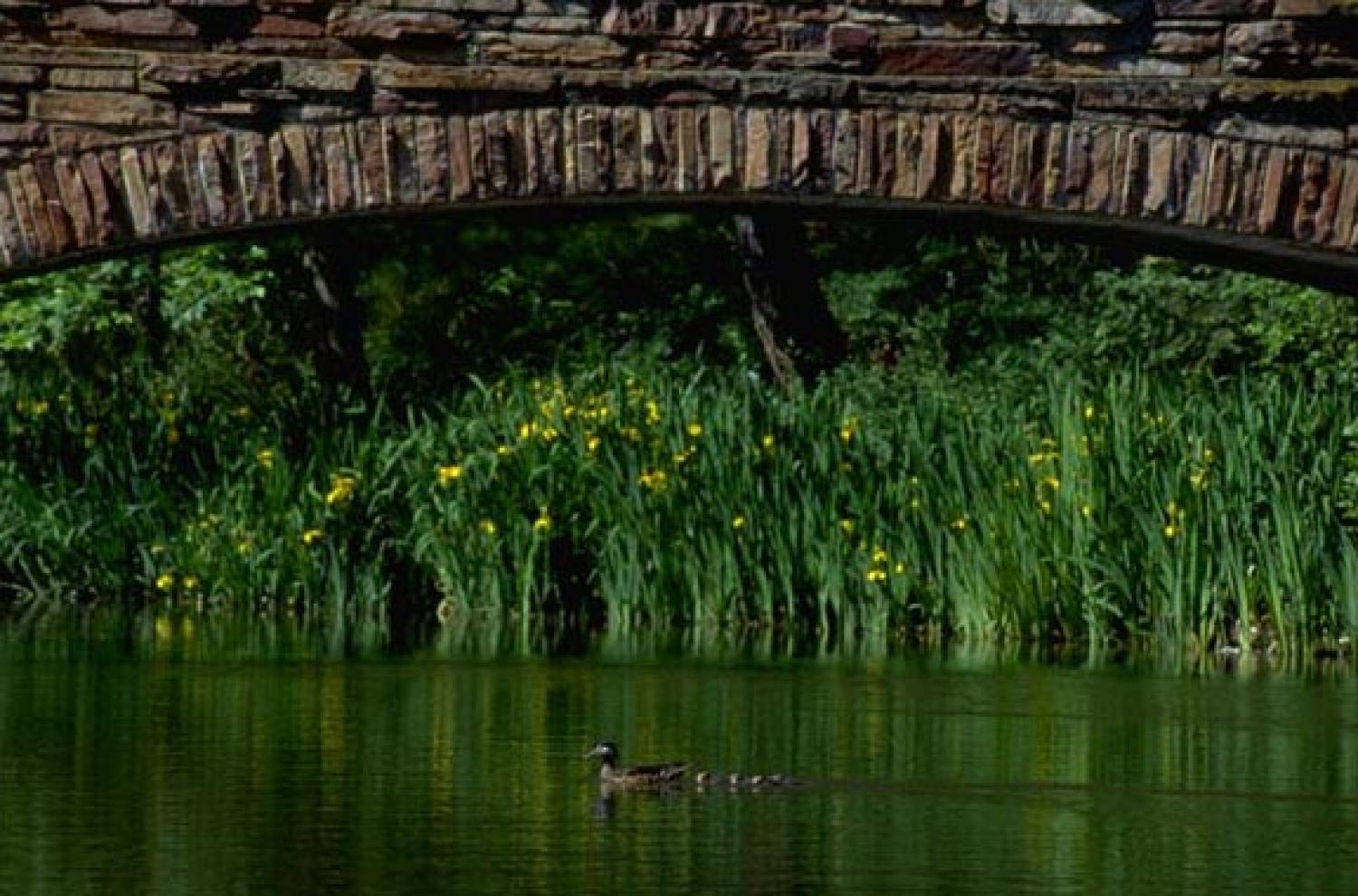 Varsity Bridge