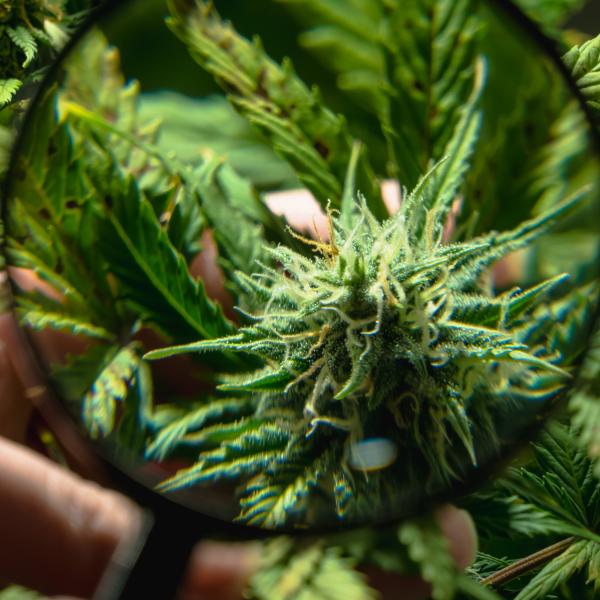 5 things to know if you regularly use THC | Health & Wellness Services