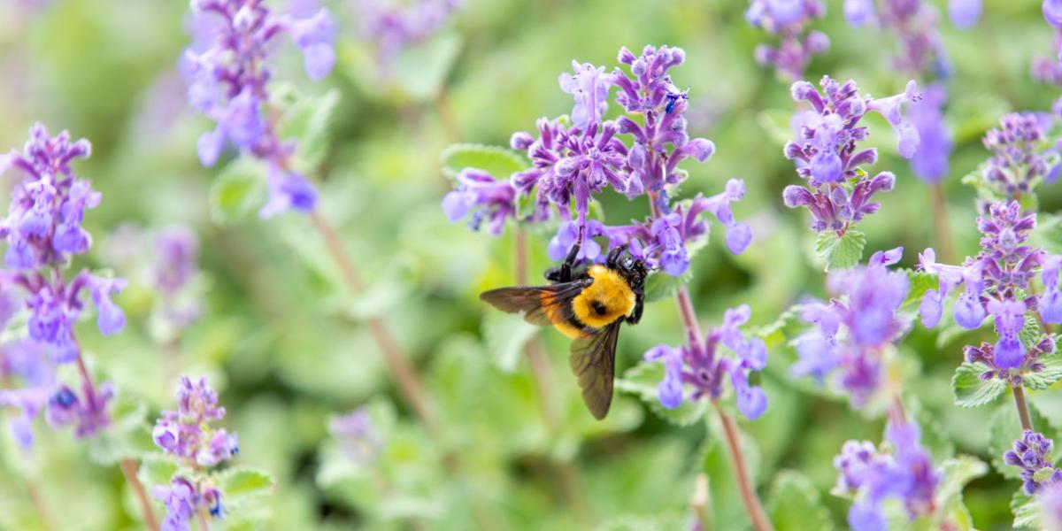 Bee on a purple flower