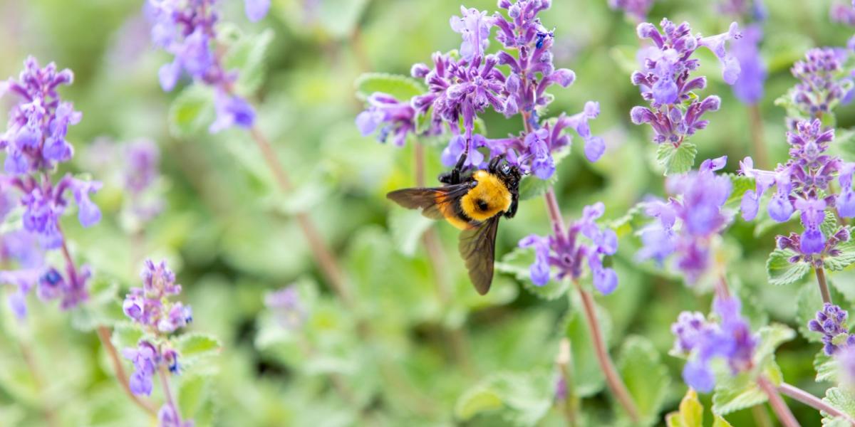 Bee on flowers