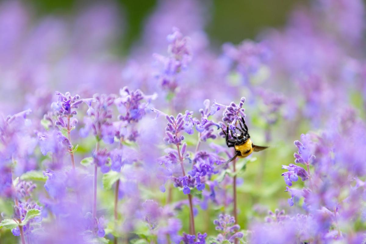 bee perched on flowers