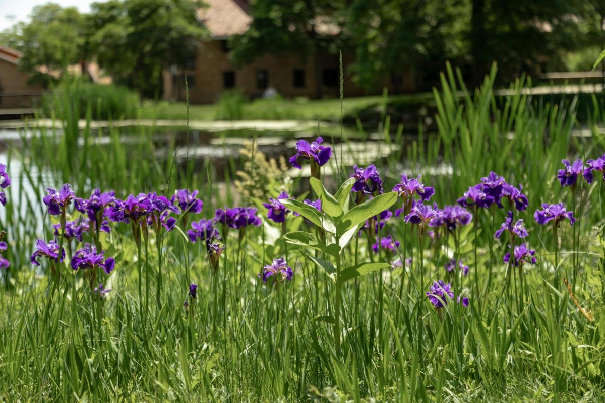 Purple flowers