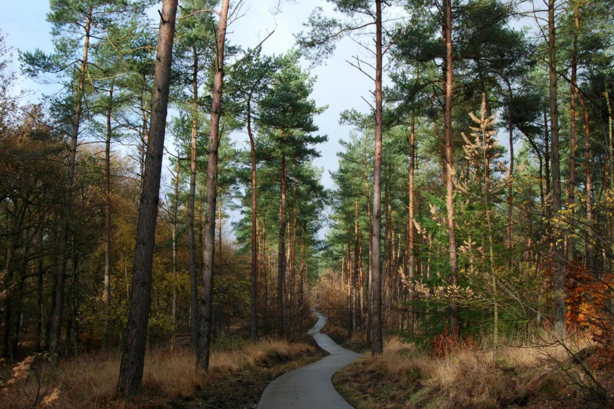 Forest path