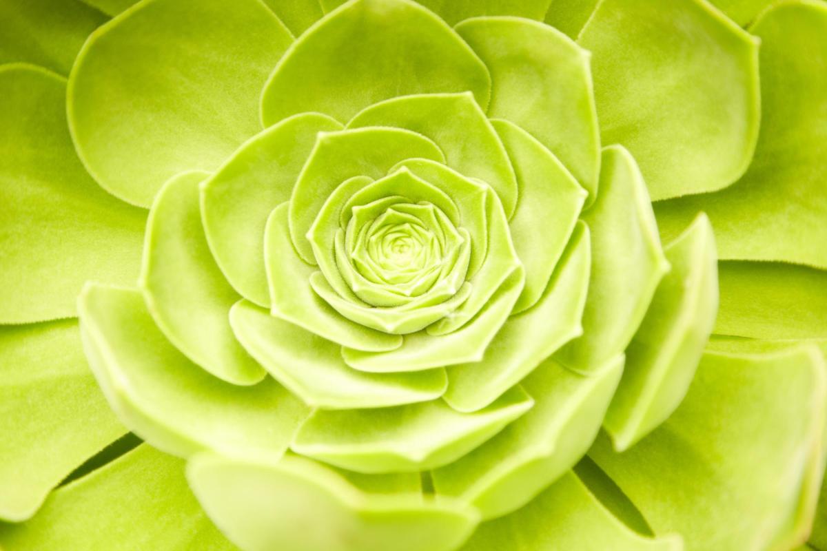 succulent