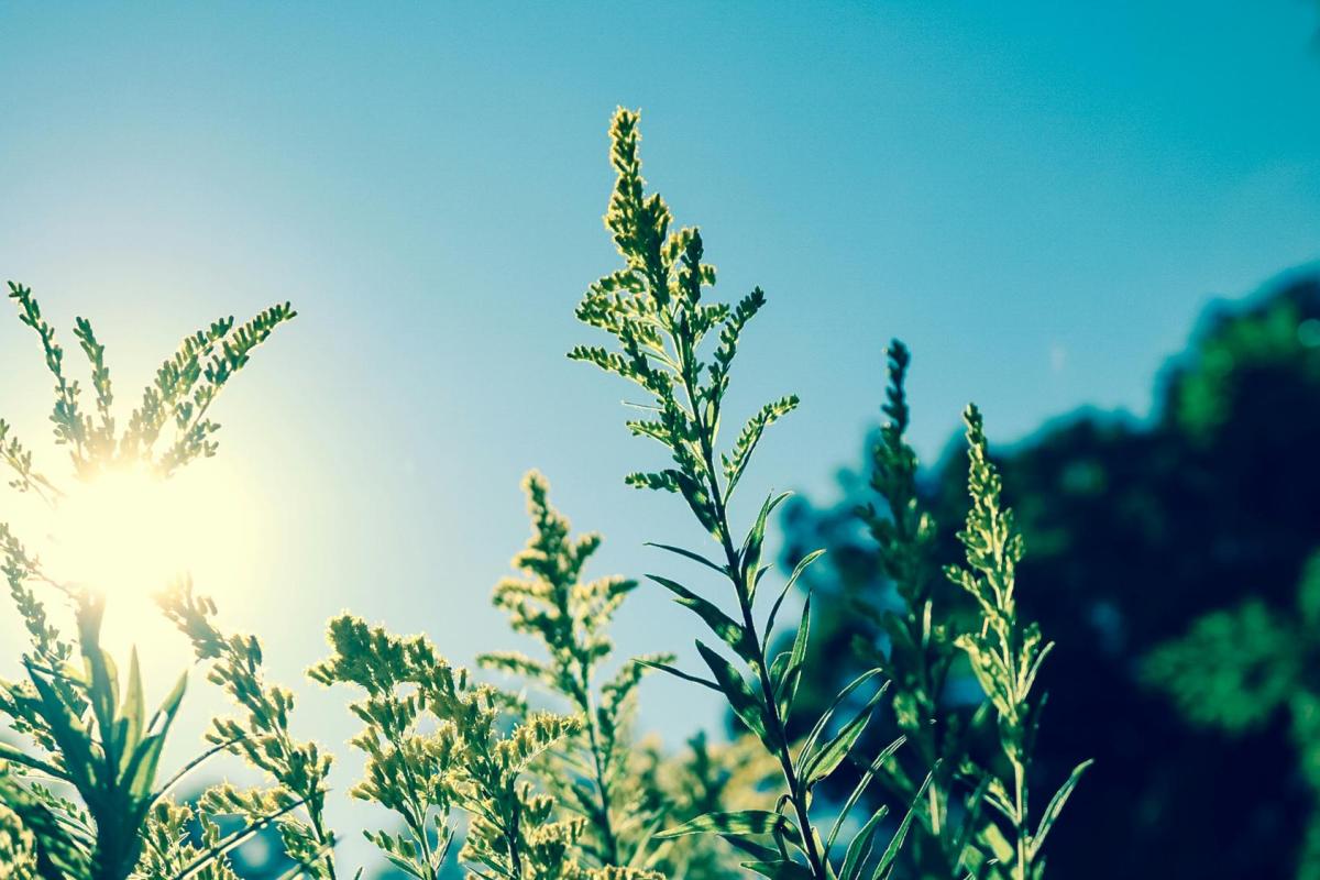 Plants