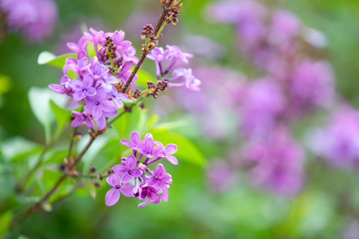 purple flowers