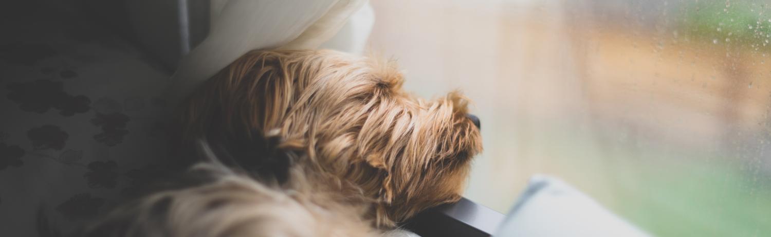 Photo of a dog waiting by a window in the rain.