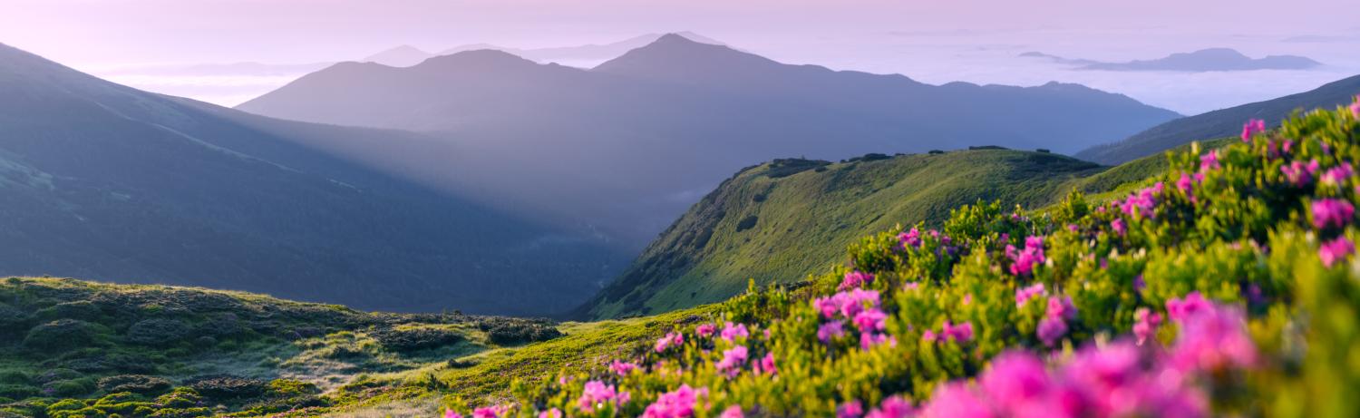 Photo of a flowering field overlooking a mountain range.