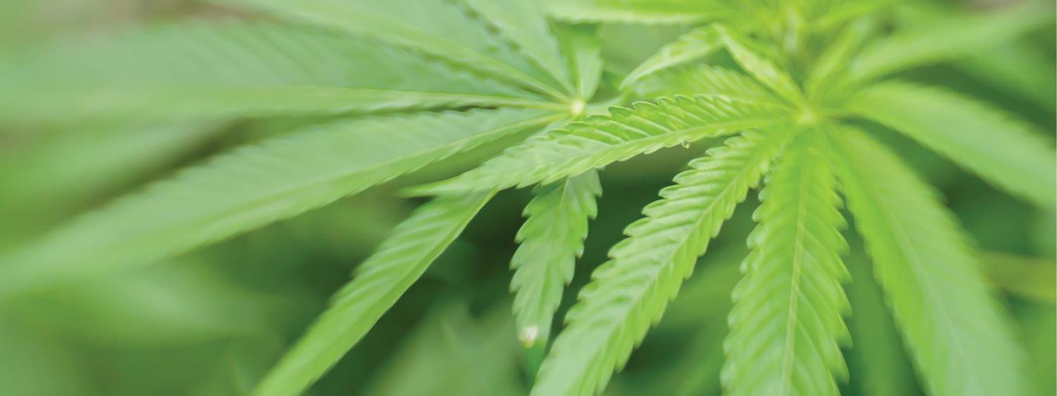 Marijuana leaf