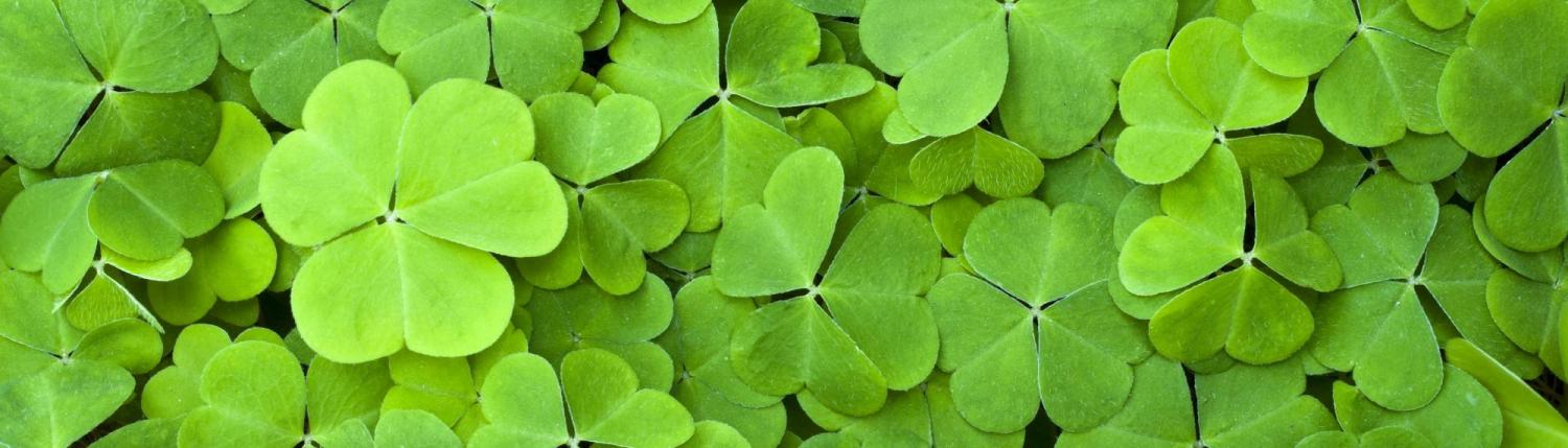 Bed of shamrocks
