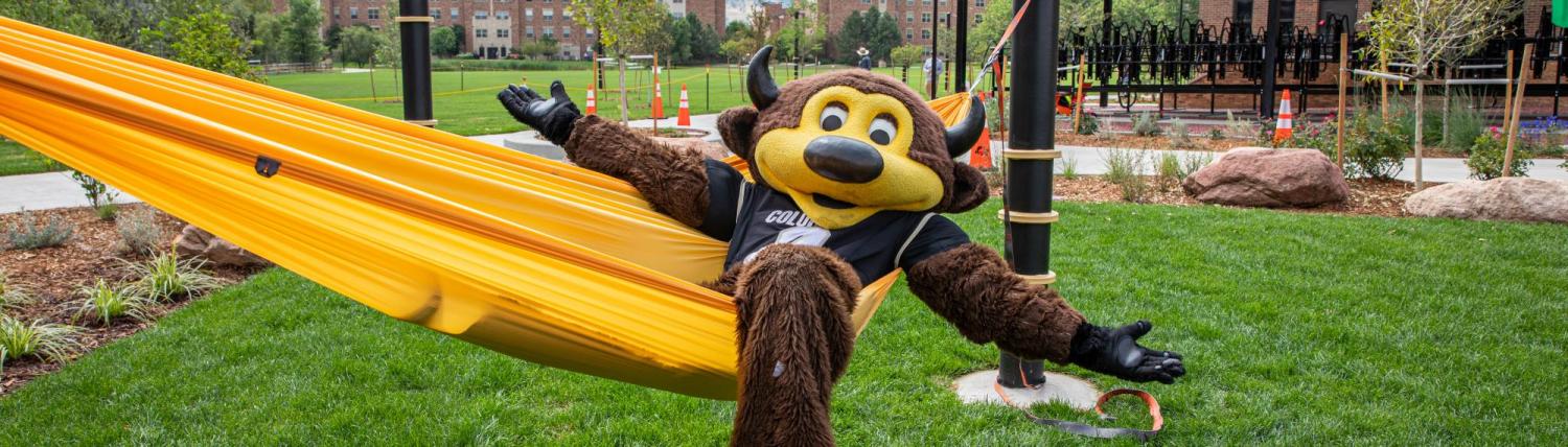 Chip the buffalo hanging in a hammock in front of will vill east