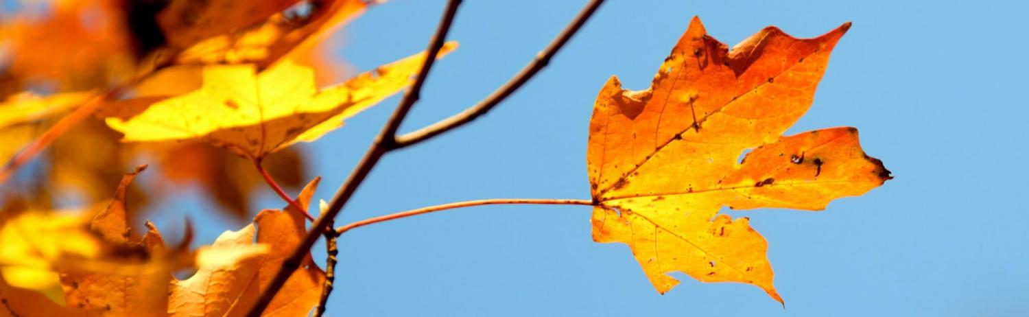 Fall leaves in front of bright blue sky
