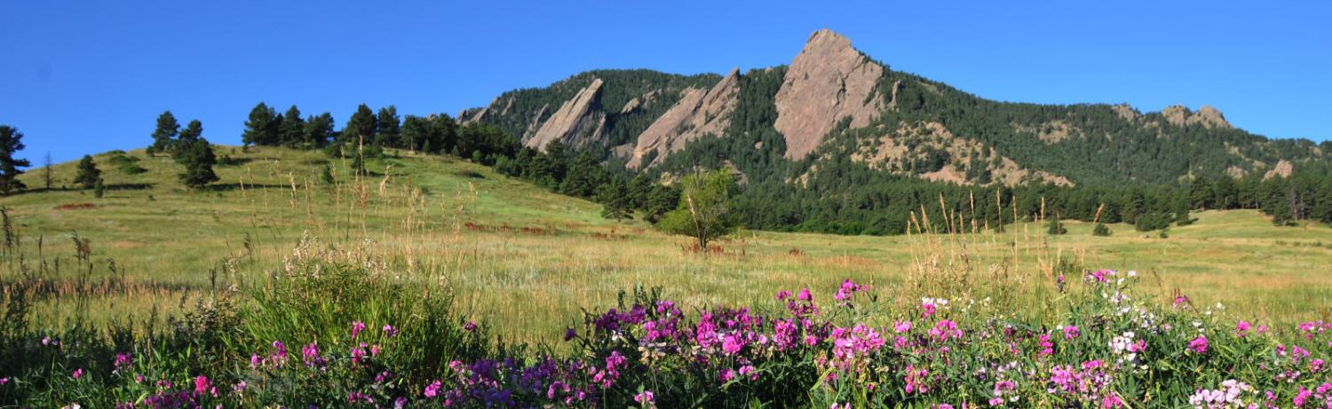 Photo of the flatirons with blooming flowers.