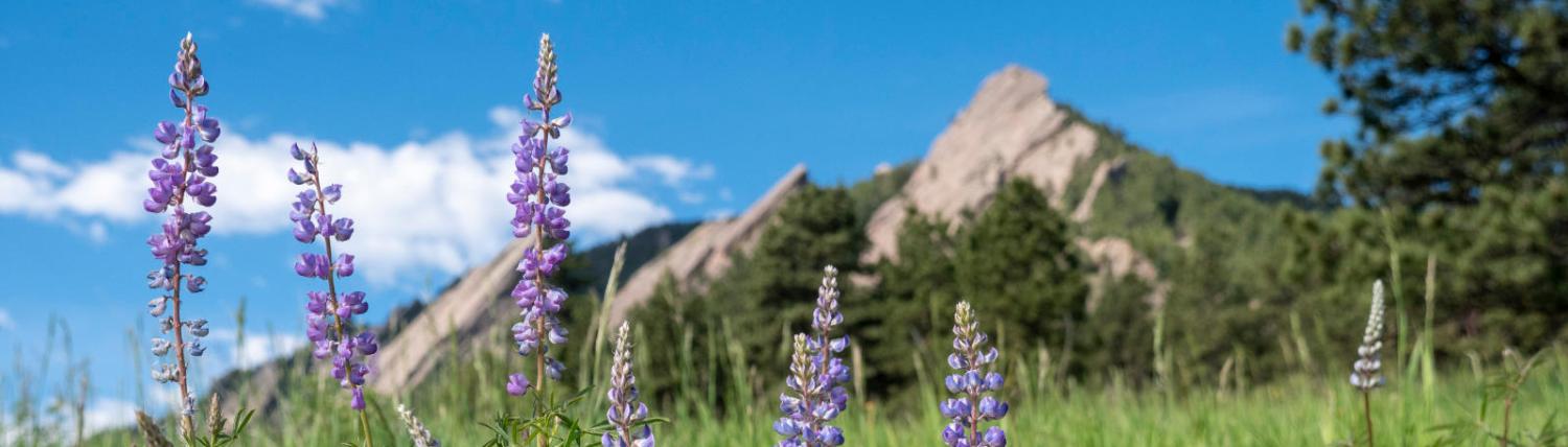Photo of purple flowers in front of the Flatirons.