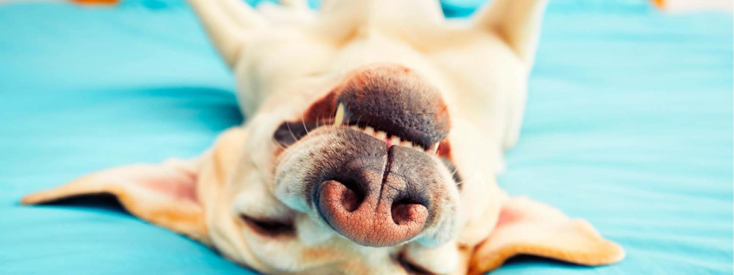 sleepy dog