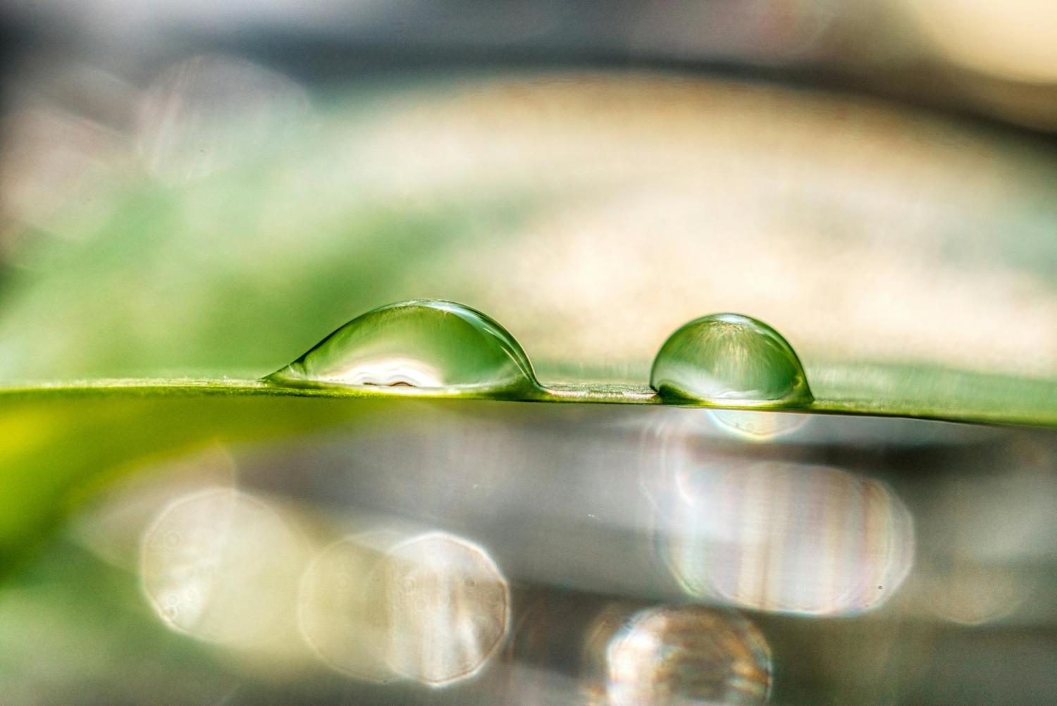 Raindrops on a leaf